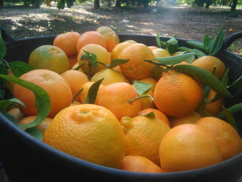 Qué naranjas de Valencia comprar de forma sostenible