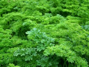 plantas verdes con cloroplastos