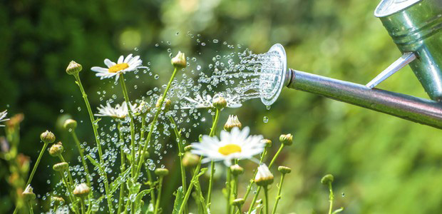 consejos para plantas de verano