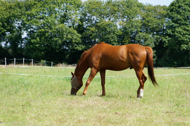 hábitat ideal para un caballo