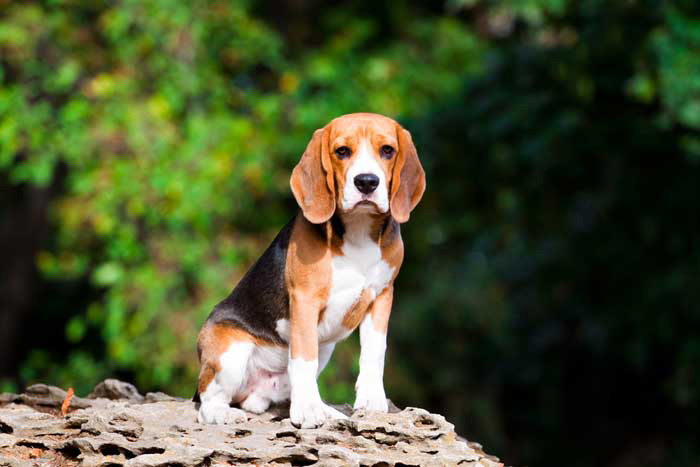 perros para adoptar en el jardín