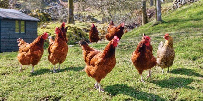 huevos ecológicos