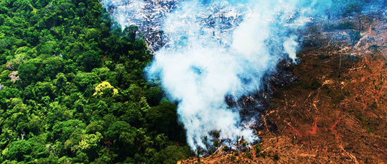 deforestación