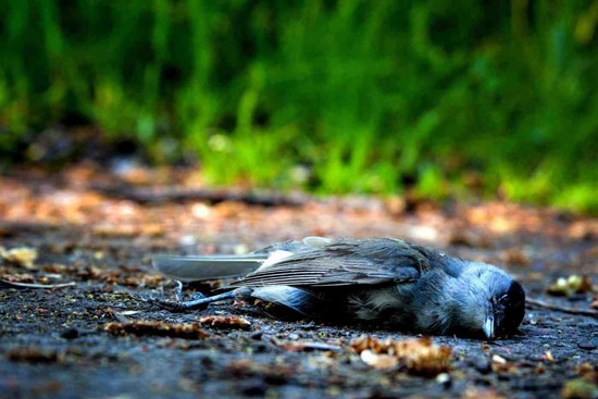 especies foráneas