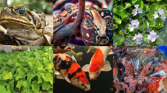 especies invasoras