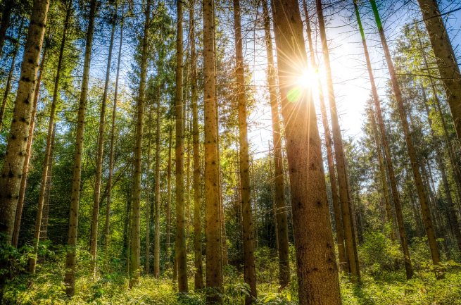 Qué es la madera ecológica y cómo se obtiene