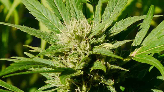 mejores plantaciones de cannabis al aire libre