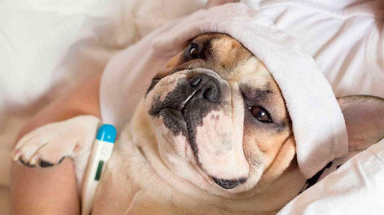 enfermedades comunes en los perros